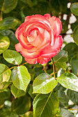 Climbing rose, two-coloured