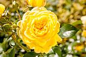 Bed rose, yellow