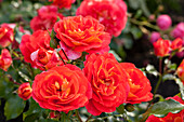 Beet rose, red-orange