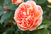 Shrub rose, salmon pink