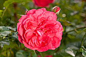 Climbing rose, carmine red