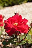 Beet rose, red