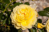 Beet rose, yellow