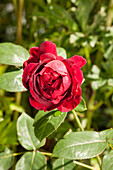 Englische Rosen, rot