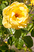 Climbing rose, yellow