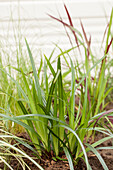 Carex morrowii ssp. foliosissima 'Irish Green'