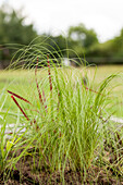 Stipa tenuissima 'Ponytails