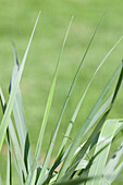 Panicum virgatum 'Prairie Sky'