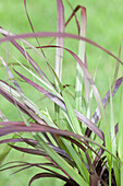 Pennisetum setaceum 'Rubrum'