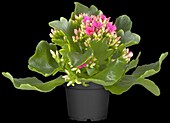 Kalanchoe blossfeldiana, pink