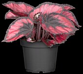 Begonia Rex hybrid