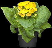 Calceolaria herbeohybrida