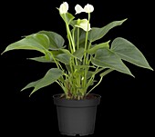 Anthurium andreanum Silence