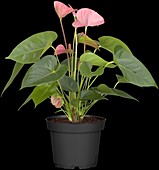 Anthurium andreanum