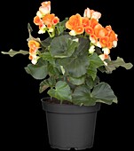 Begonia elatior, orange