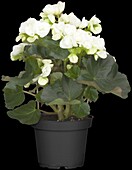 Begonia elatior, white