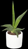 Sanseveria hybrids