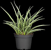 Sansevieria 'Fernwood Punk