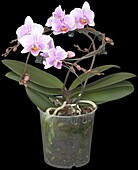 Phalaenopsis 'Buenos' hybrid