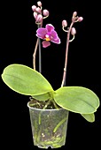 Phalaenopsis Hybrides