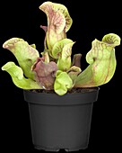 Sarracenia