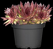 Sempervivum, red