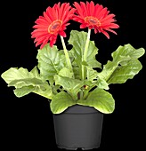 Gerbera jamesonii