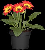 Gerbera jamesonii