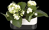 Kalanchoe blossfeldiana, white