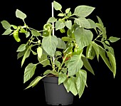 Capsicum annuum 'Pick a Pep'®