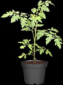 Solanum lycopersicum var. cerasiforme 'Solena® Red'