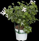 Pelargonium peltatum, white