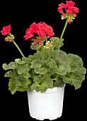 Pelargonium zonale, red