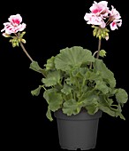 Pelargonium zonale