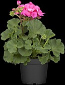 Pelargonium zonale