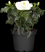 Hibiscus rosa-sinensis, white