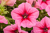 Petunia Bingo Strawberry