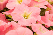 Petunia Bingo Pink Morn