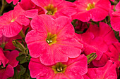 Petunia Hells Flaming Rose