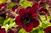 Petunia 'Crazytunia® Mahogany Queen'