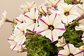 Petunia 'Crazytunia® Maniac Lilac'