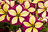 Petunia 'Crazytunia® Frisky Purple'