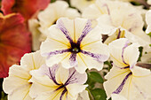 Petunia Crazytunia® Cloud No.9