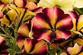 Petunia 'Crazytunia® Bouquet Burgundy Star'