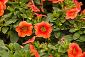 Calibrachoa 'Celebration® Mandarin'