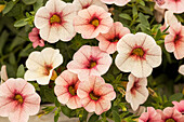 Calibrachoa 'Celebration® Mozart'