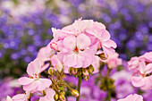 Pelargonium zonale pac® Dark line 'Greta'