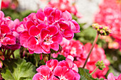 Pelargonium zonale Savannah® TexMex® 'Hot Pink'