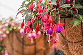 Fuchsia 'Arêtes Pompei'