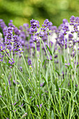 Lavandula angustifolia Blue Spirit